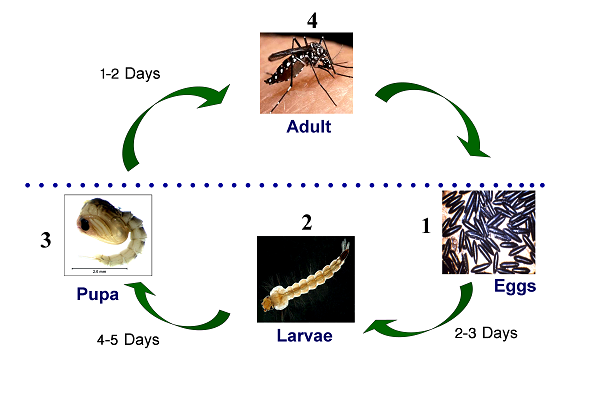 life cycle3